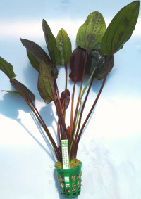 Echinodorus Krapčatnyj XXL